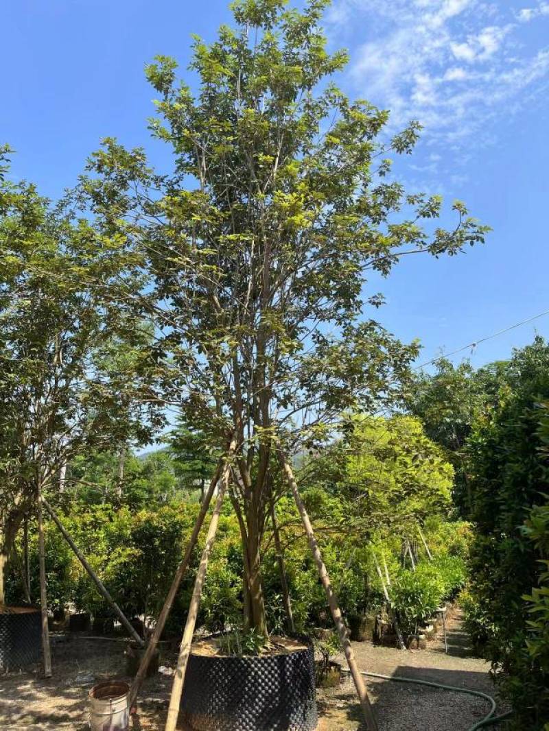 普宁市广太直供丛生多花黄花风铃木需要请联系我