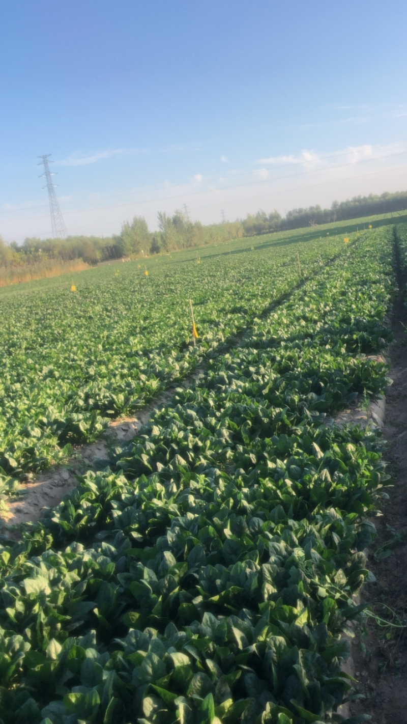 丰县菠菜大量上市，新鲜现摘，产地直发，量大从优