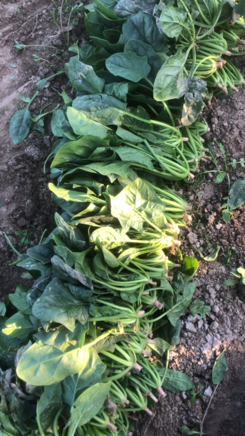 丰县菠菜大量上市，新鲜现摘，产地直发，量大从优