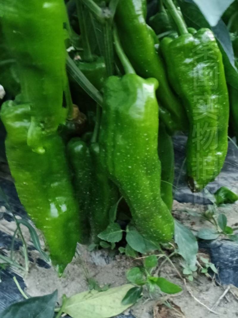 江西文初春研超霸牛角椒种子早熟大果抗病春秋种植户辣椒种子