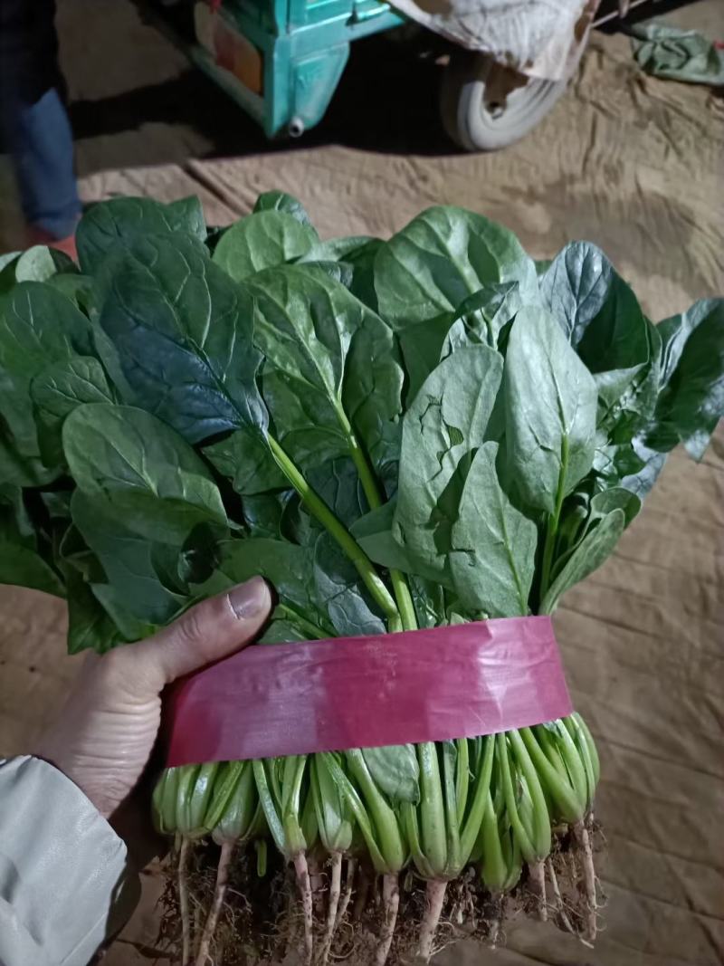 精品菠菜色泽翠绿，叶子大没有虫眼，高度为25-30厘米。
