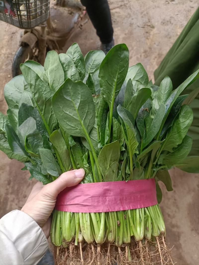 精品菠菜色泽翠绿，叶子大没有虫眼，高度为25-30厘米。