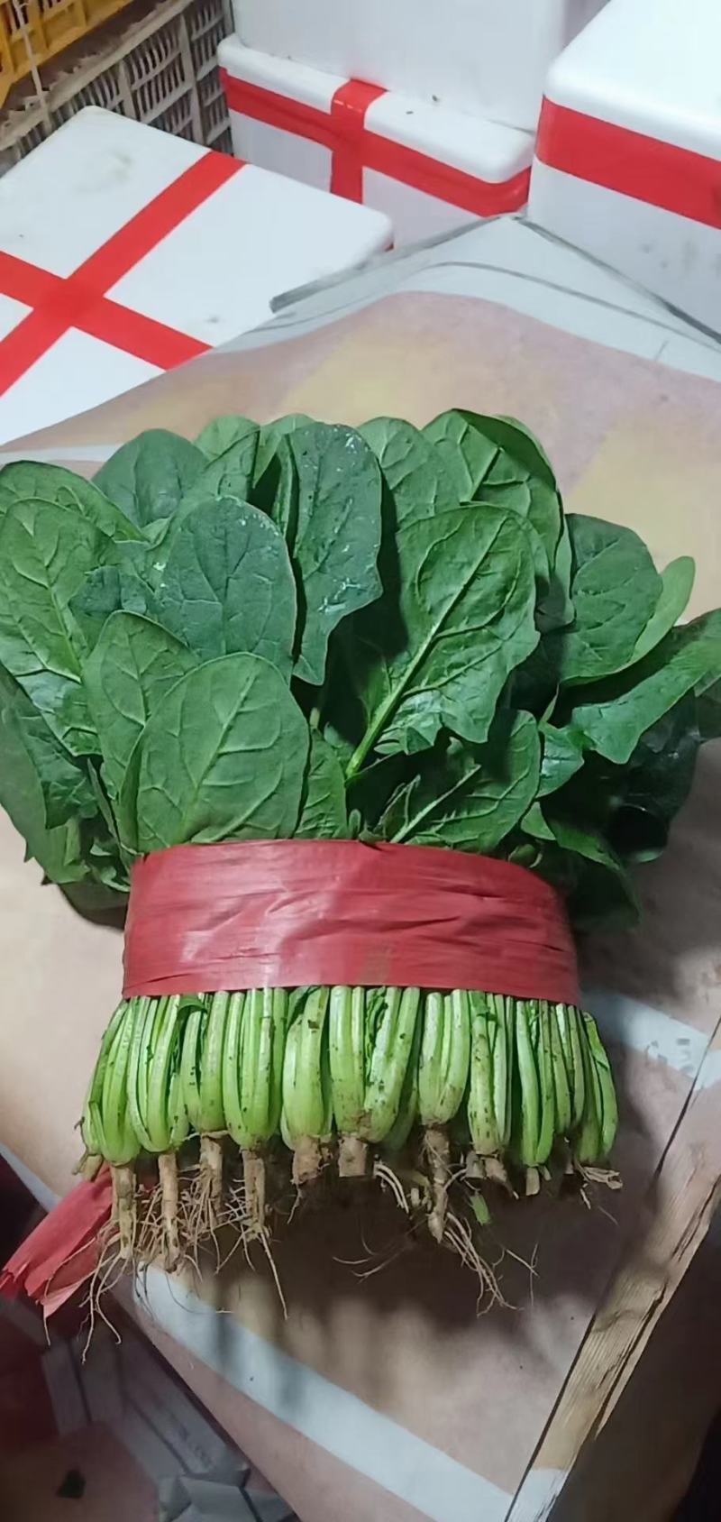精品菠菜色泽翠绿，叶子大没有虫眼，高度为25-30厘米。