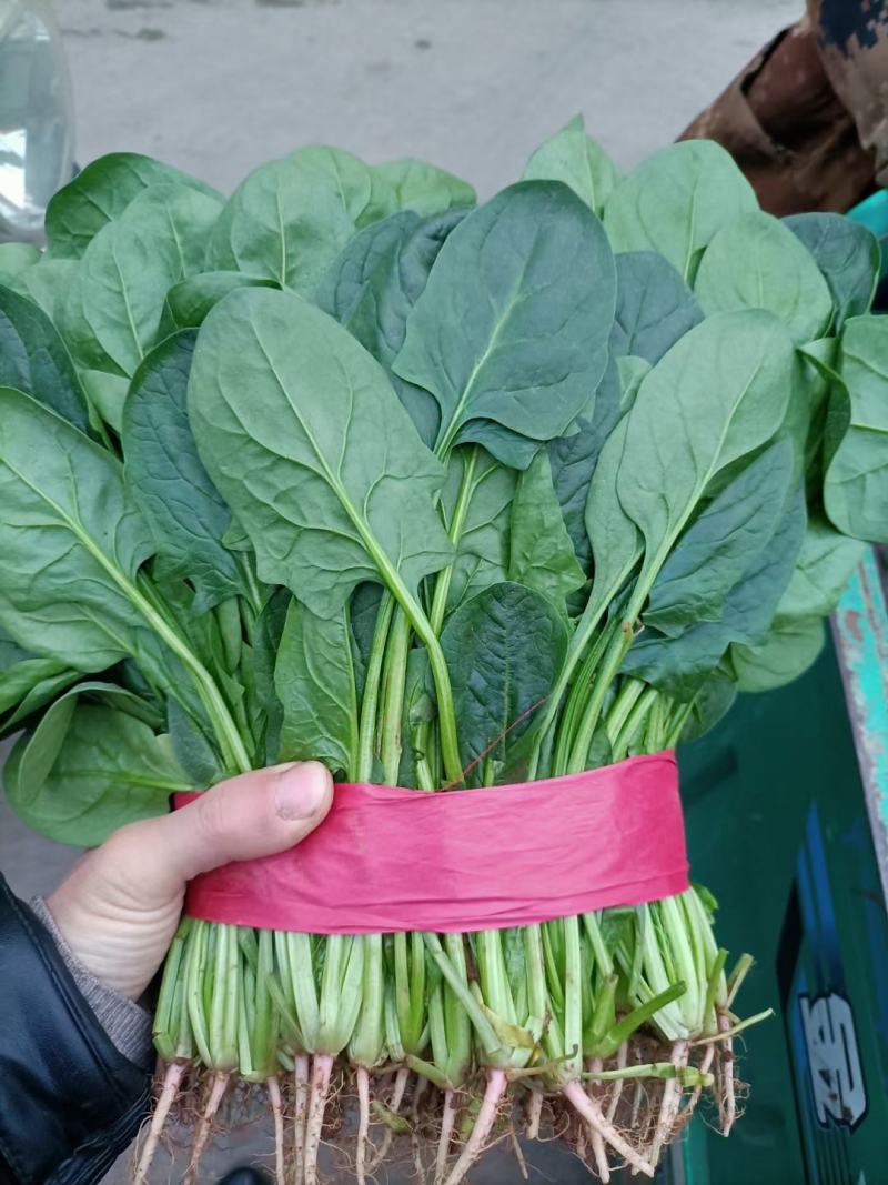 精品菠菜色泽翠绿，叶子大没有虫眼，高度为25-30厘米。