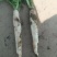 水果萝卜大吨位供应，代收代发，一次合作终身朋友