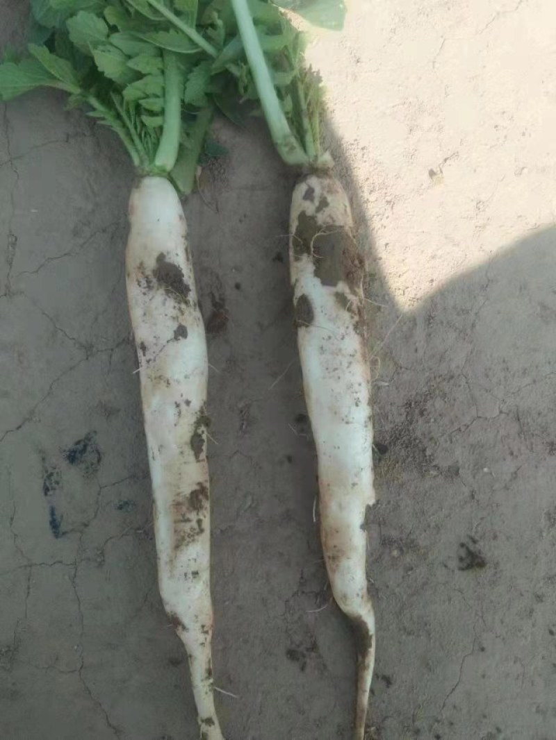 水果萝卜大吨位供应，代收代发，一次合作终身朋友