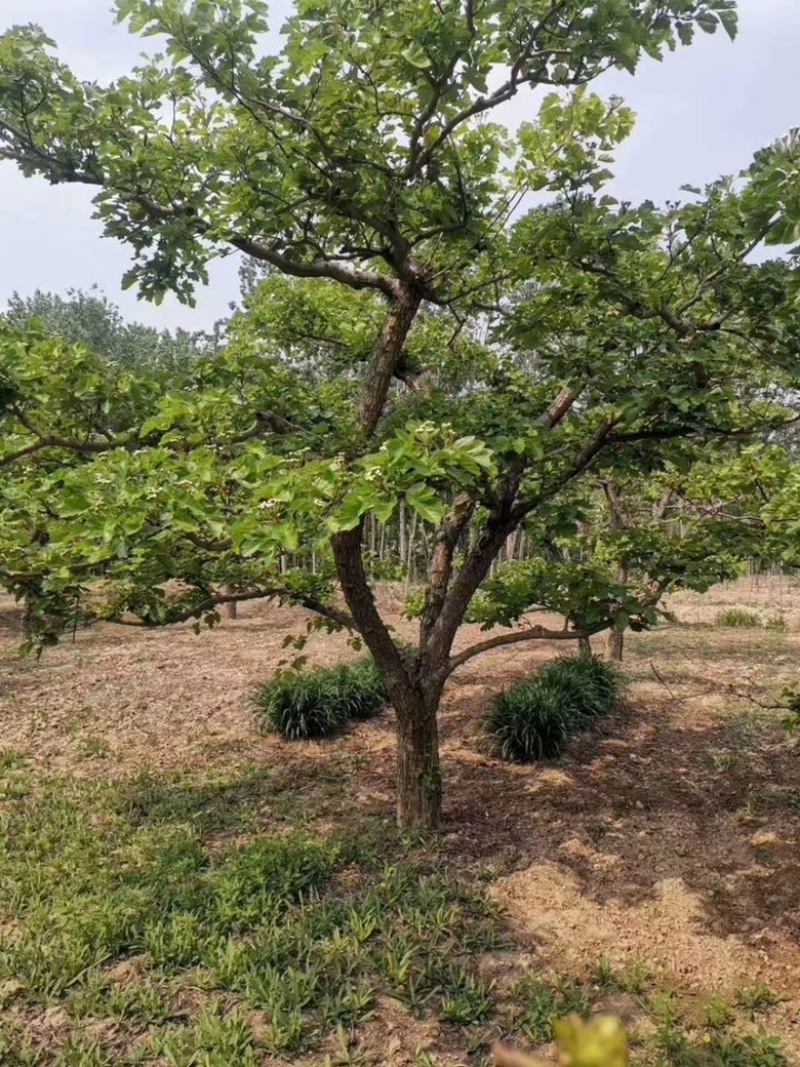 山东山楂树绿化占地山楂树规格全价格美走货便利