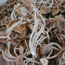 茶树菇开伞一手货源5号茶树菇包邮江西广昌优质产地直供批发