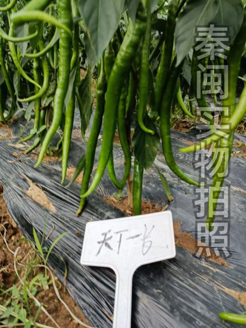 江西文初春研天下一长线椒种子早熟味辣结果多种植户辣椒种子