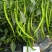 江西文初春研天下一长线椒种子早熟味辣结果多种植户辣椒种子