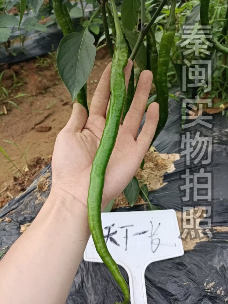 江西文初春研天下一长线椒种子早熟味辣结果多种植户辣椒种子
