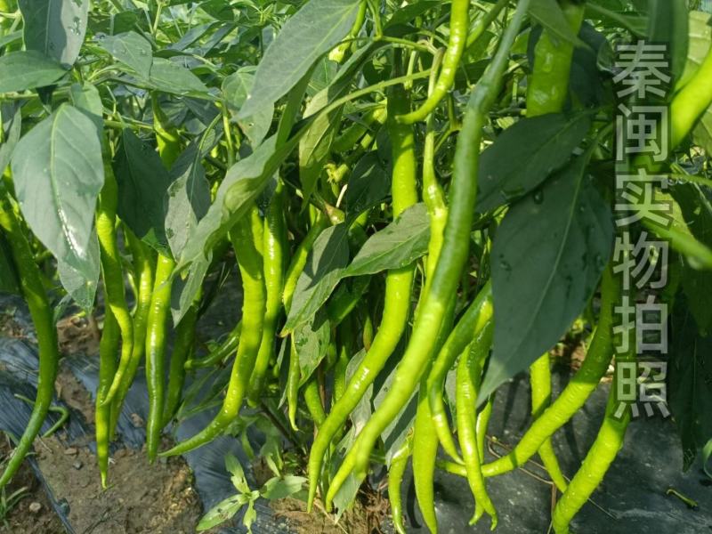 江西文初春研天下一长线椒种子早熟味辣结果多种植户辣椒种子