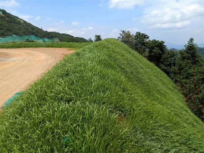 多年生黑麦草新西兰进口纽一绿化护坡荒山复绿进口净籽