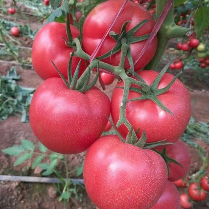 包邮，普罗旺斯口感番茄苗——一直专注于口感番茄的培育。