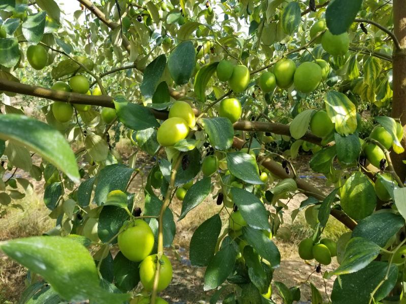 云南西双版纳苹果枣大量上市，和少量青枣，需要的老板来对接