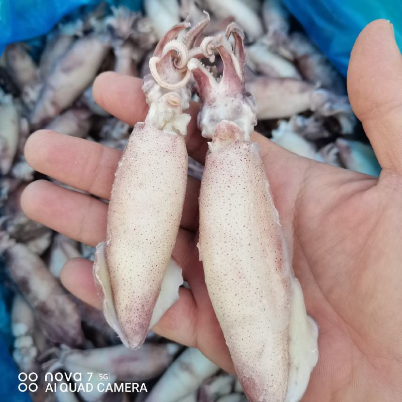 带籽海兔，真籽，一箱10斤，笔管鱼