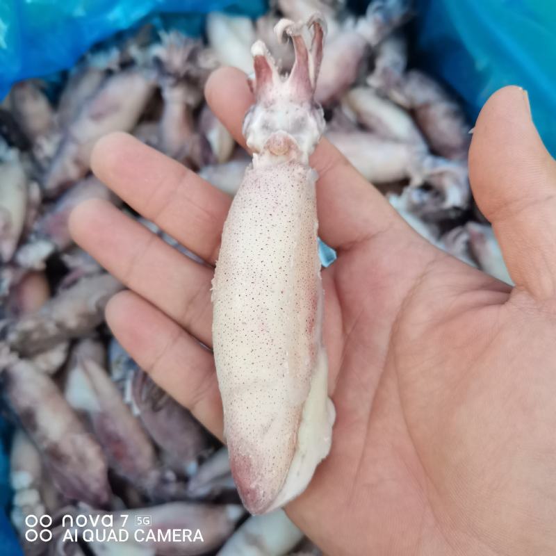 带籽海兔，真籽，一箱10斤，笔管鱼