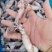 带籽海兔，真籽，一箱10斤，笔管鱼