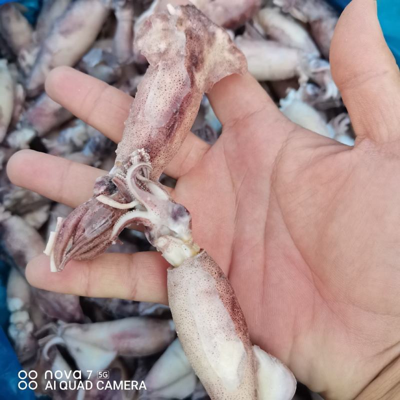 带籽海兔，真籽，一箱10斤，笔管鱼