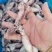 带籽海兔，真籽，一箱10斤，笔管鱼