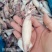 带籽海兔，真籽，一箱10斤，笔管鱼