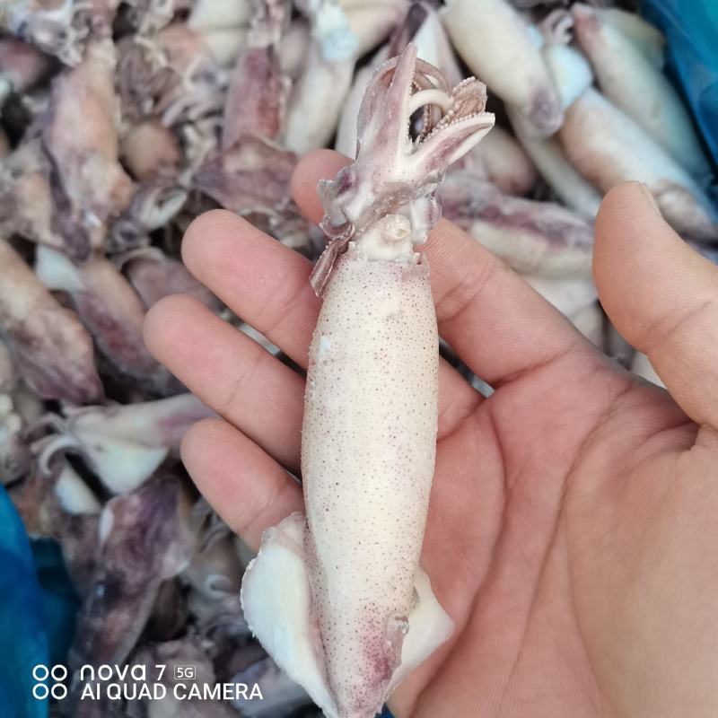 带籽海兔，真籽，一箱10斤，笔管鱼