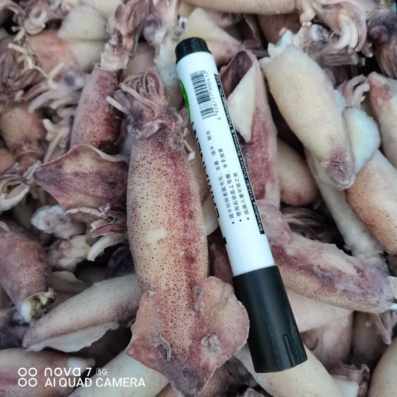带籽海兔，真籽，一箱10斤，笔管鱼