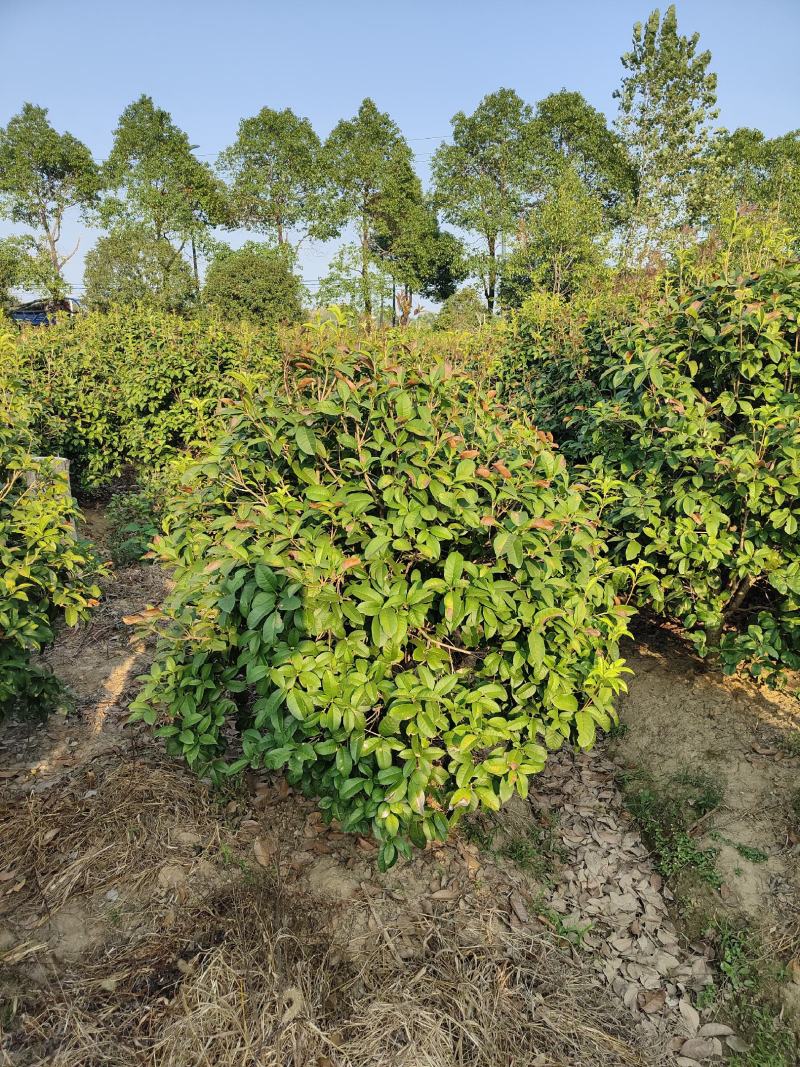 1.2-1.8米的四季桂球子，苗圃直供，随时可以看货打记