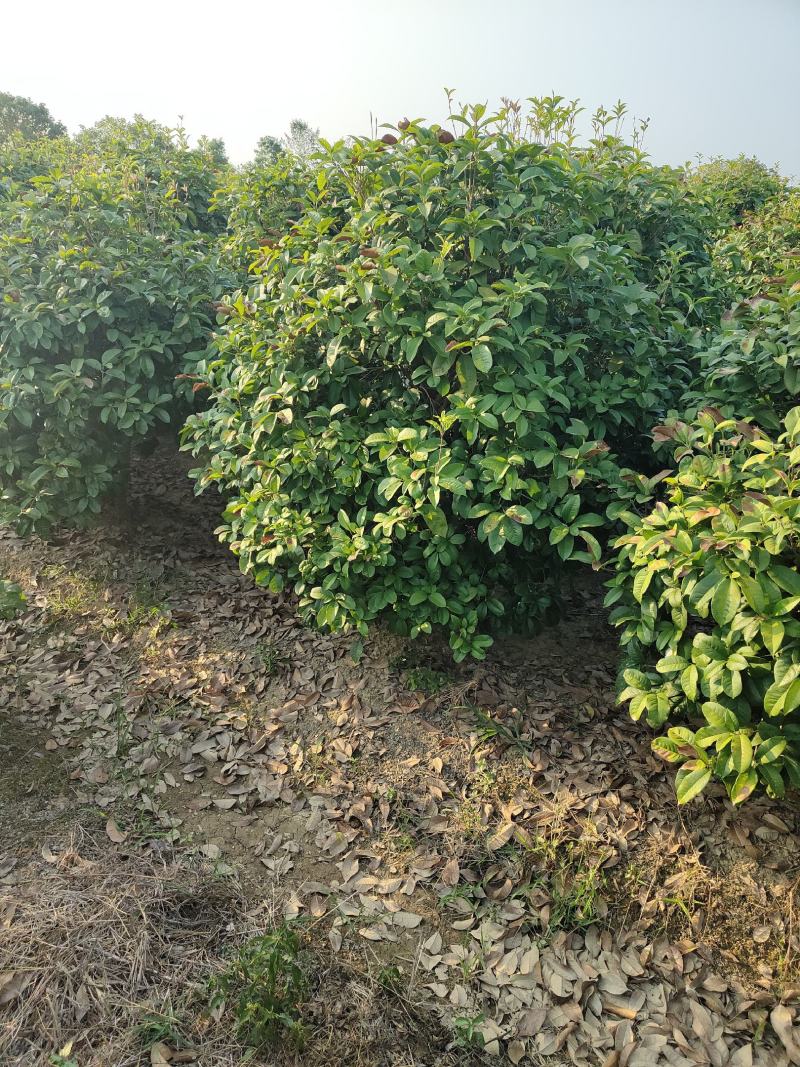 1.2-1.8米的四季桂球子，苗圃直供，随时可以看货打记