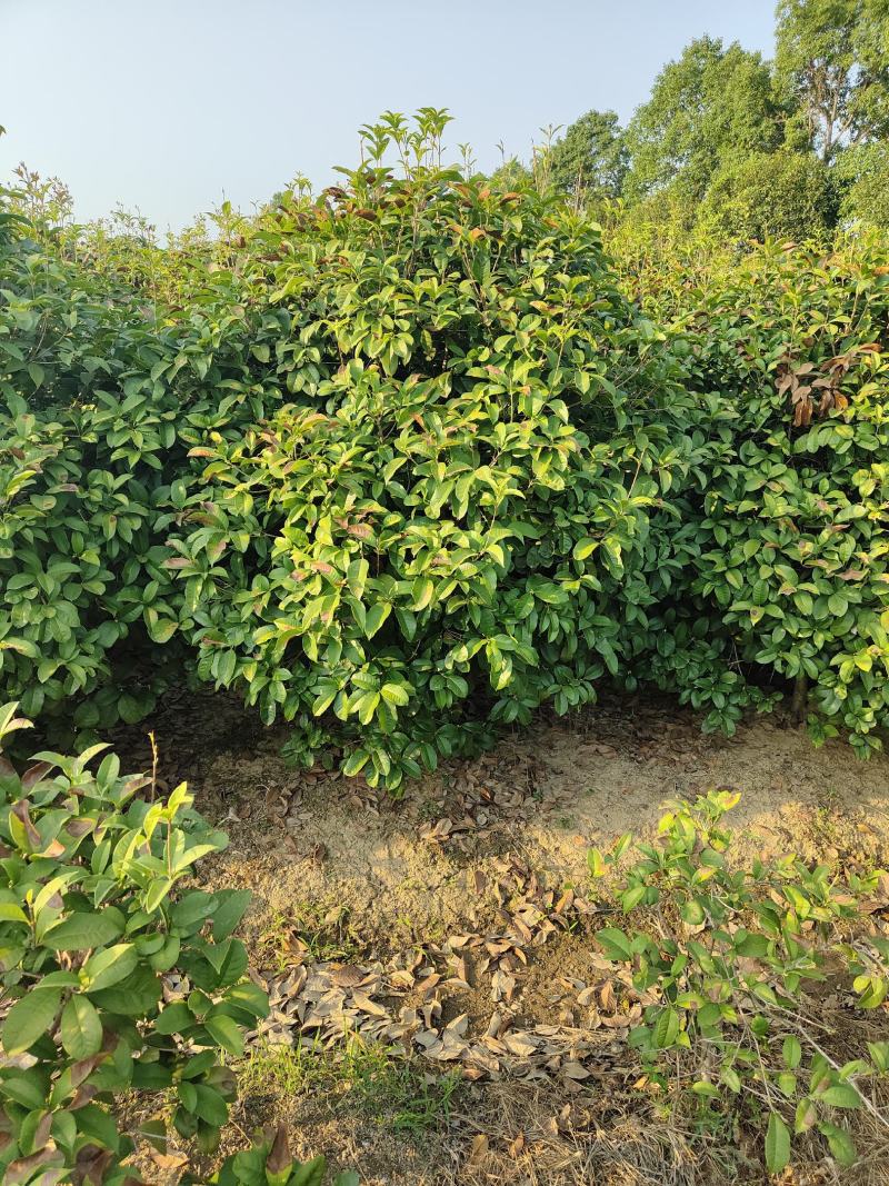 1.2-1.8米的四季桂球子，苗圃直供，随时可以看货打记