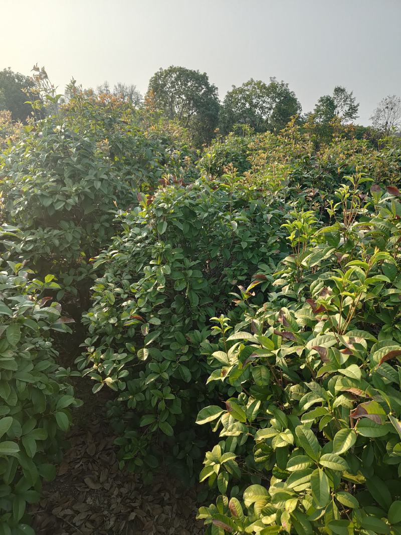 1.2-1.8米的四季桂球子，苗圃直供，随时可以看货打记