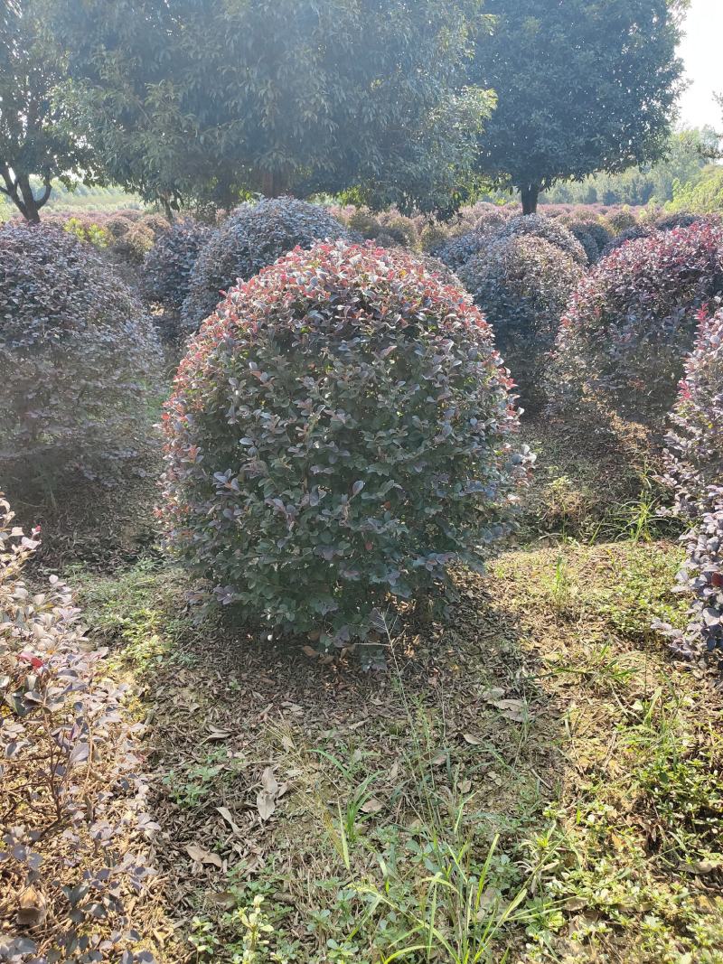 供应1-1.8米的红花檵木球，苗圃存货3000多颗