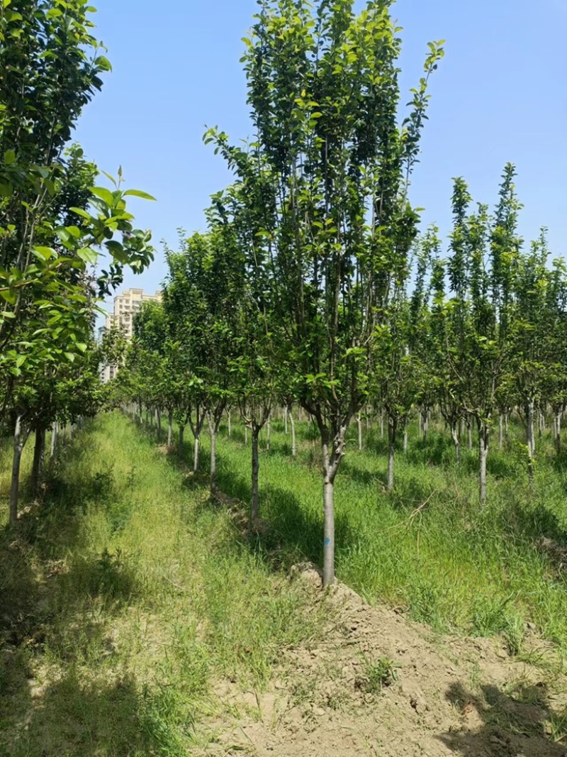 西府海棠绿化海棠基地一手好货价格美丽品种规格齐全