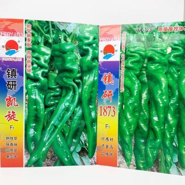 镇研凯旋1873螺丝椒种子早熟香辣螺丝椒种原装发货