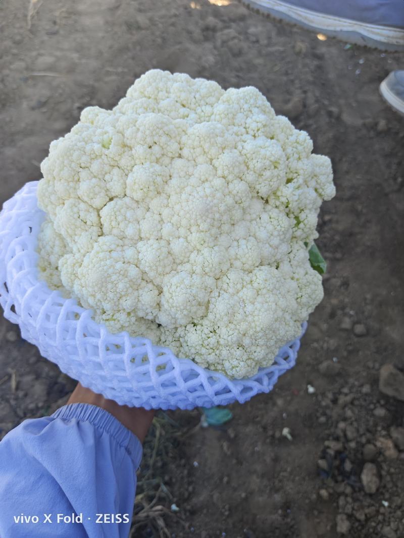 唐山有机花煞白的面青青的梗纸套平跟带网套