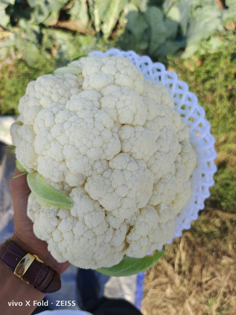 唐山有机花煞白的面青青的梗纸套平跟带网套