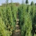 供应1.5-2米的塔柏，基地直供，欢迎有需要的朋友联系我