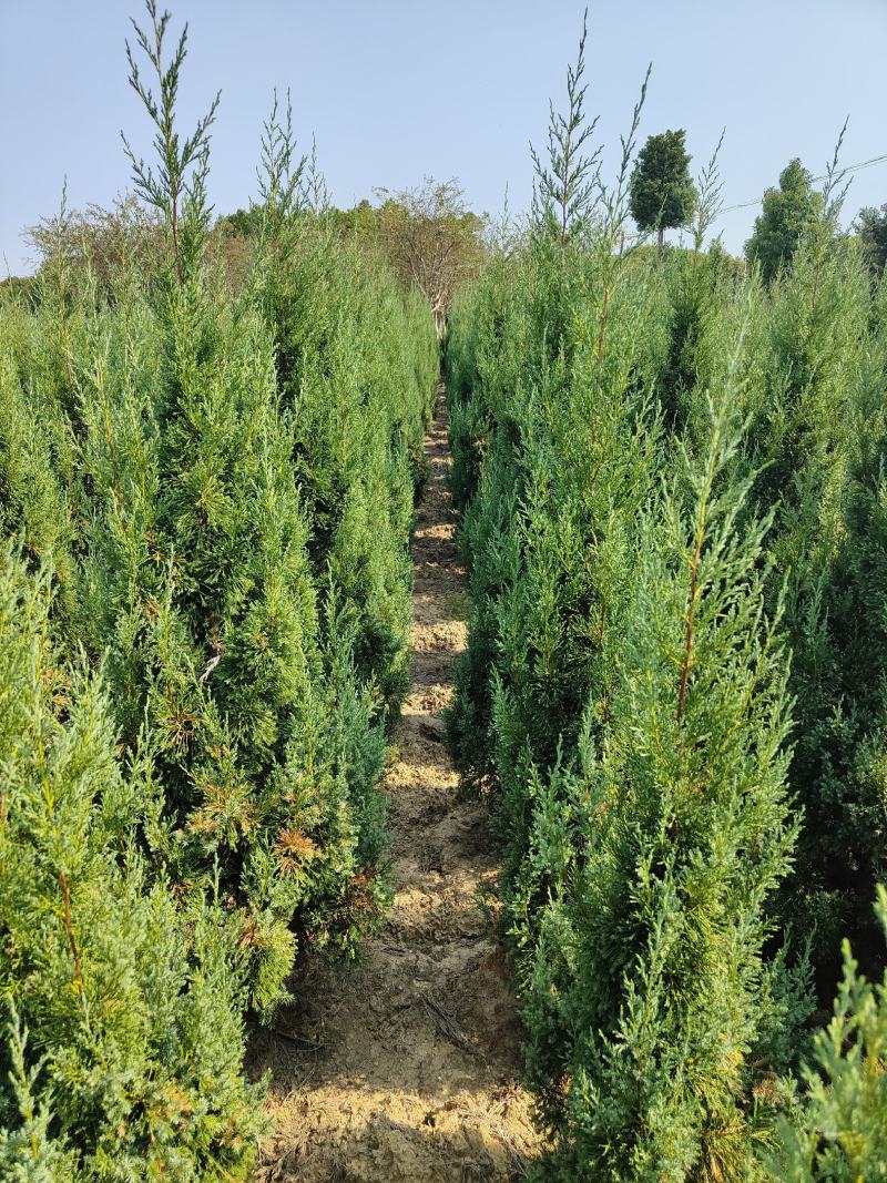 供应1.5-2米的塔柏，基地直供，欢迎有需要的朋友联系我