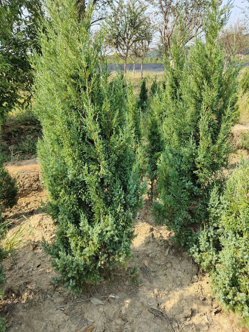 供应1.5-2米的塔柏，基地直供，欢迎有需要的朋友联系我
