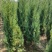供应1.5-2米的塔柏，基地直供，欢迎有需要的朋友联系我