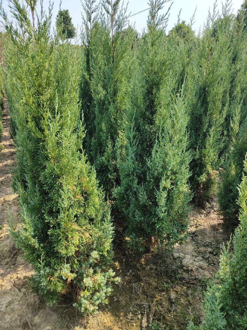 供应1.5-2米的塔柏，基地直供，欢迎有需要的朋友联系我