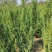 供应1.5-2米的塔柏，基地直供，欢迎有需要的朋友联系我