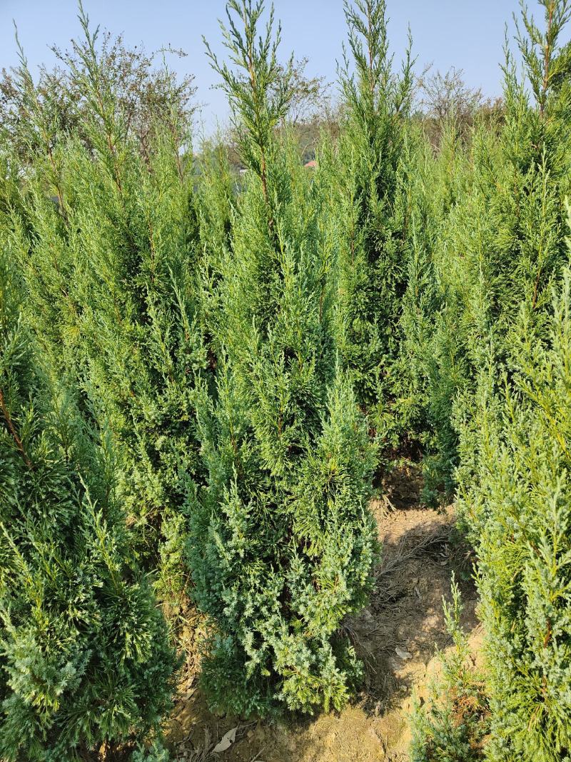 供应1.5-2米的塔柏，基地直供，欢迎有需要的朋友联系我