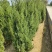 供应1.5-2米的塔柏，基地直供，欢迎有需要的朋友联系我
