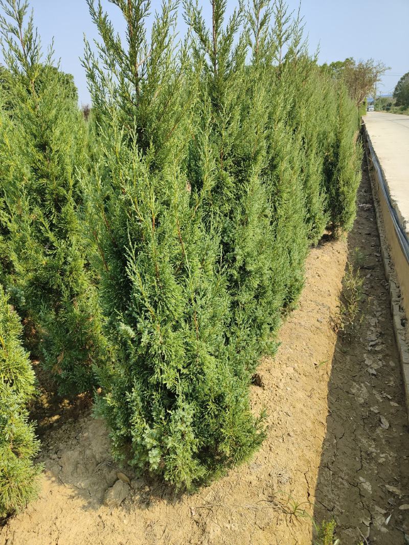 供应1.5-2米的塔柏，基地直供，欢迎有需要的朋友联系我