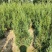 供应1.5-2米的塔柏，基地直供，欢迎有需要的朋友联系我