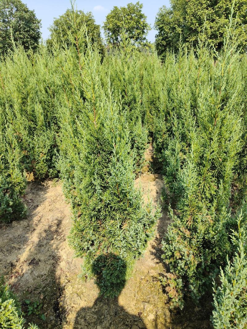 供应1.5-2米的塔柏，基地直供，欢迎有需要的朋友联系我