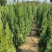 供应1.5-2米的塔柏，基地直供，欢迎有需要的朋友联系我