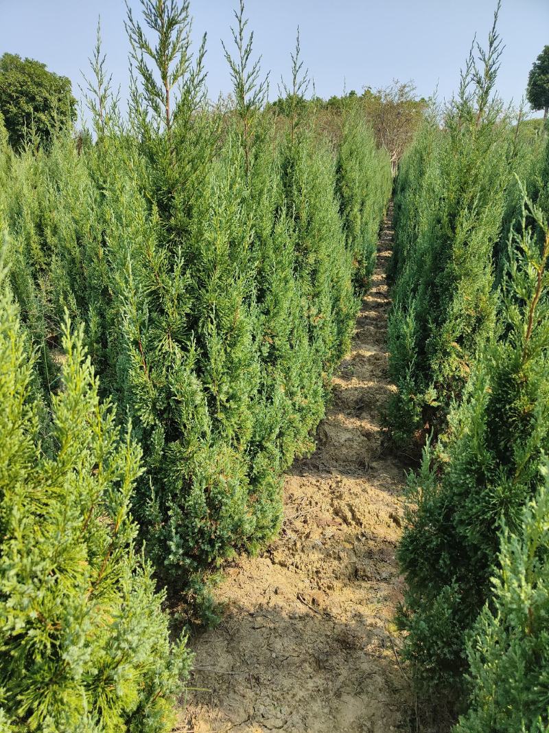 供应1.5-2米的塔柏，基地直供，欢迎有需要的朋友联系我