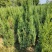 供应1.5-2米的塔柏，基地直供，欢迎有需要的朋友联系我